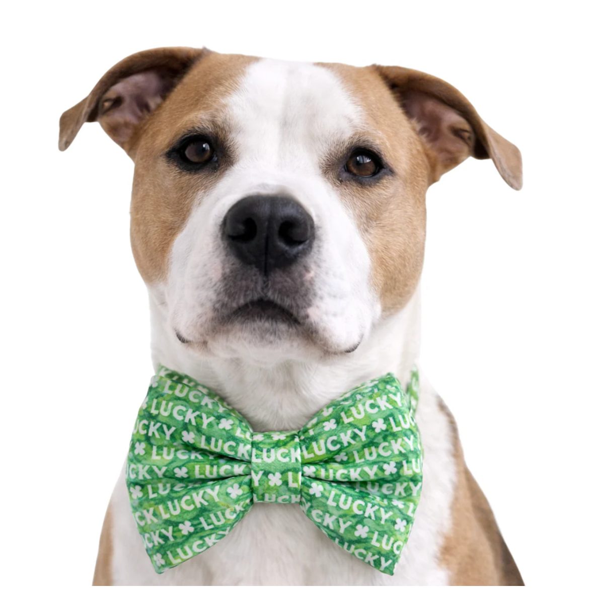 LUCKY - PET BOW TIE Can be ordered in other sizes but HURRY!!