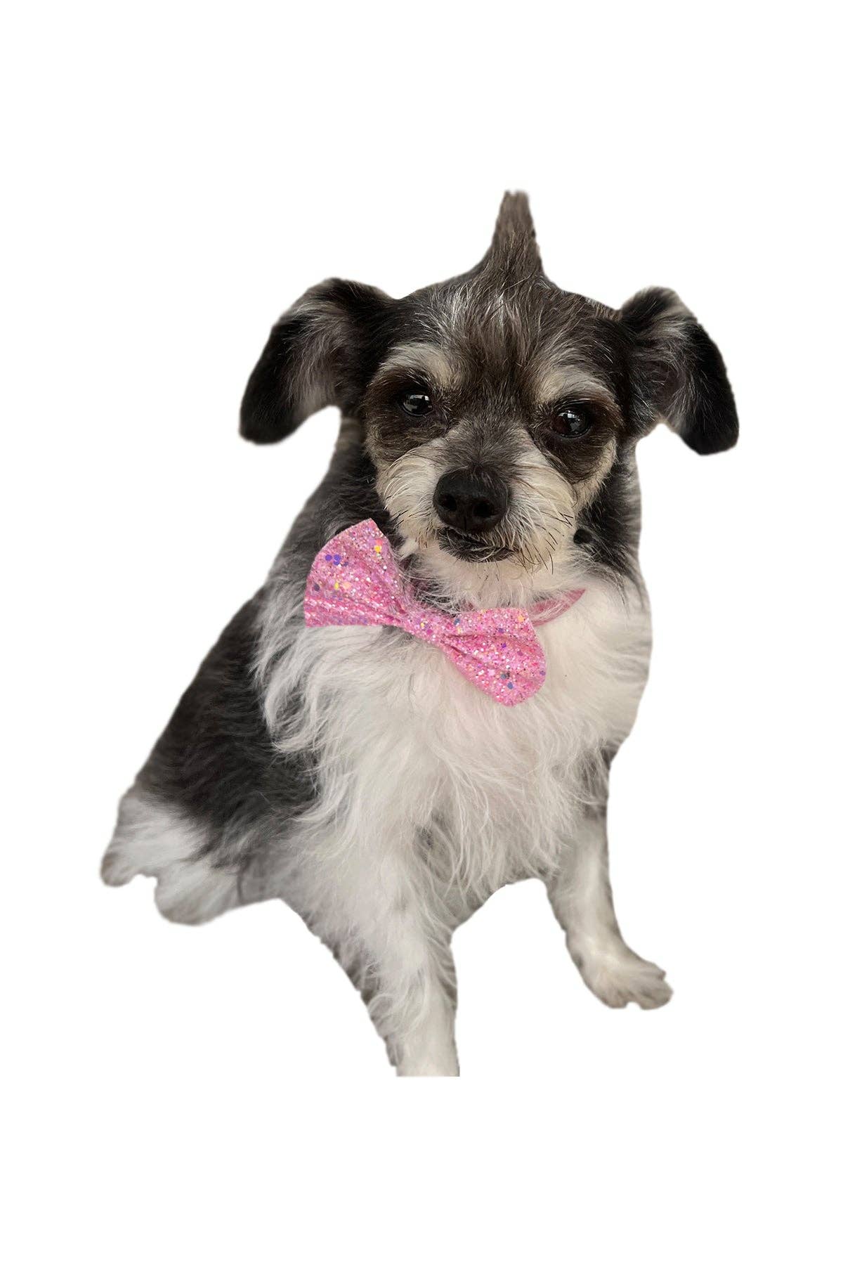 Hot Bows - Confetti BowTie for Dogs: Small (for dogs under 40 lbs)