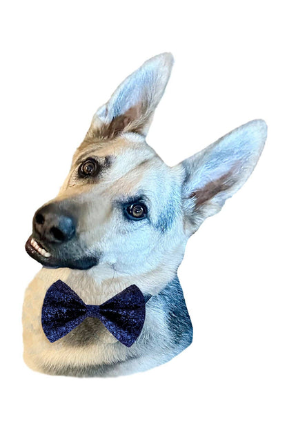 Hot Bows - Confetti BowTie for Dogs: Small (for dogs under 40 lbs)