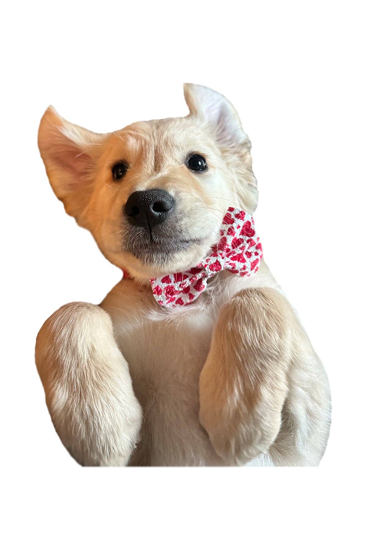 Hot Bows - Confetti BowTie for Dogs: Small (for dogs under 40 lbs)