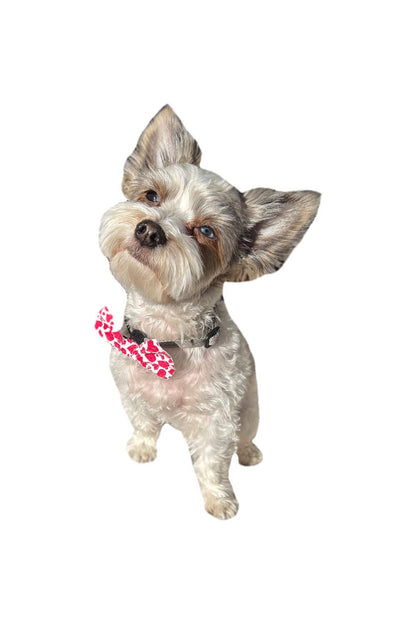 Hot Bows - Confetti BowTie for Dogs: Large (for dogs over 41 lbs)