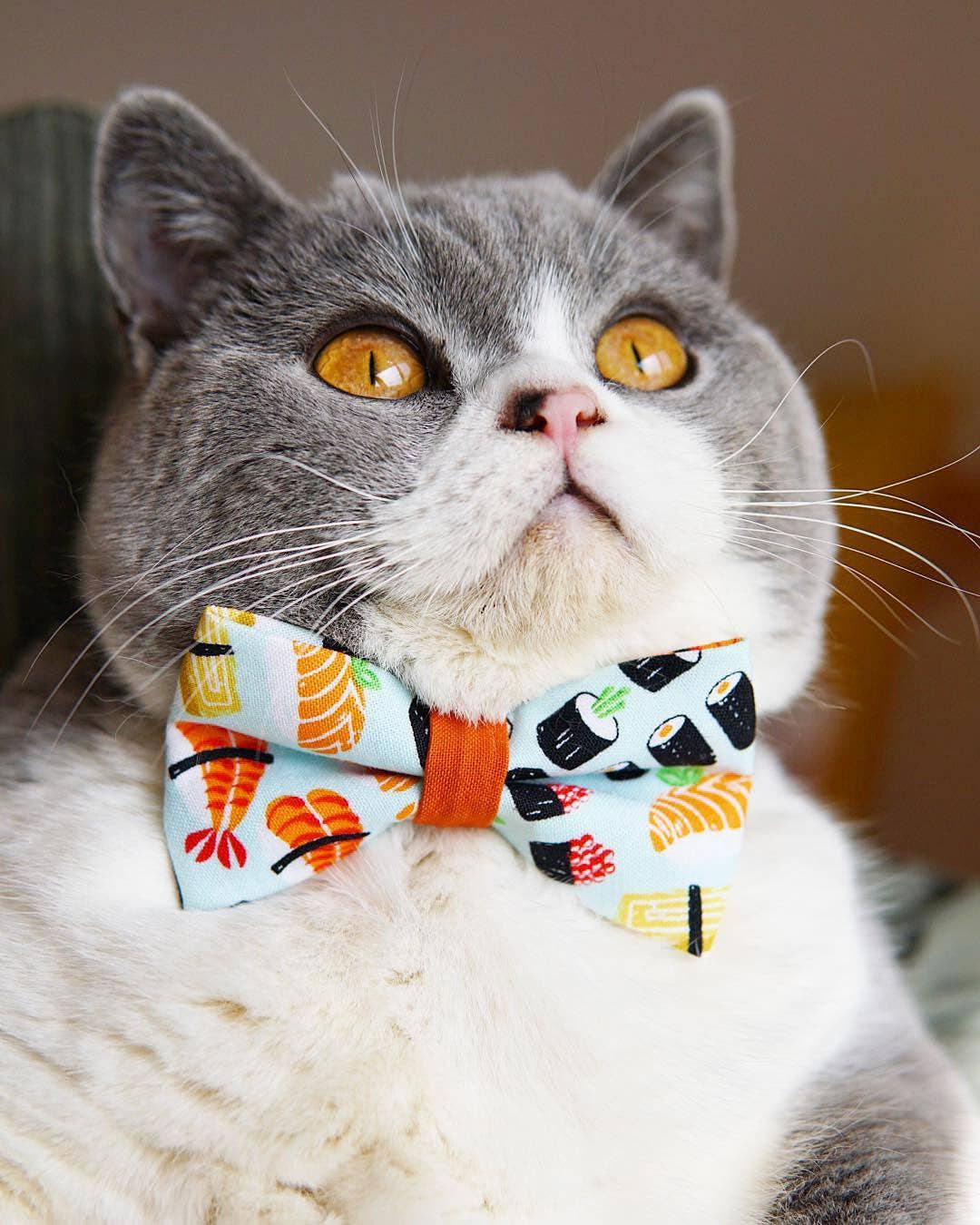Made By Cleo - "Sushi Date" - Bow Tie for Cats + Small Dogs