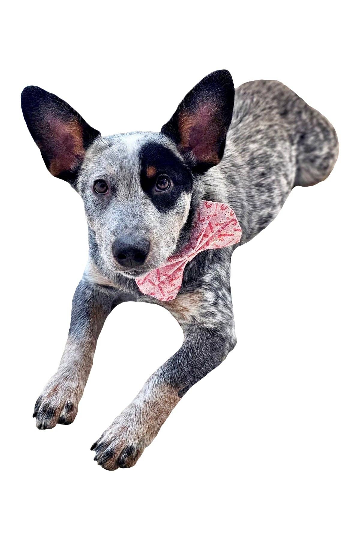 Hot Bows - Confetti BowTie for Dogs: Large (for dogs over 41 lbs)
